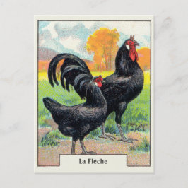 Vintag La Fleche Chicken Postkarte