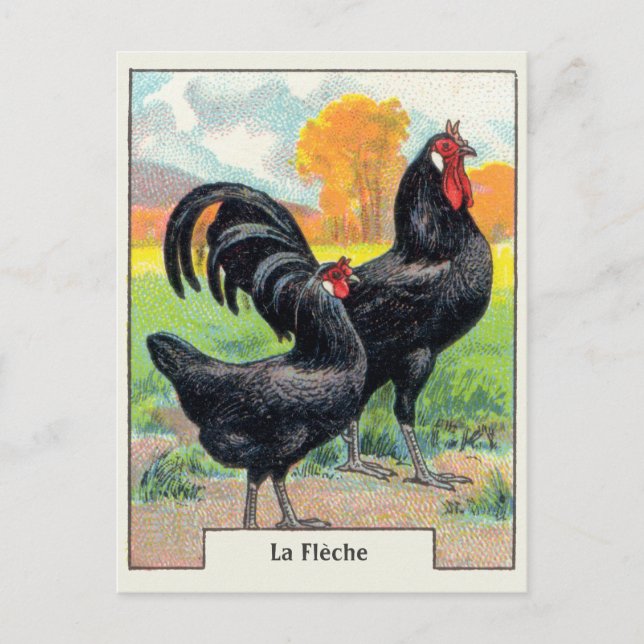 Vintag La Fleche Chicken Postkarte (Vorderseite)