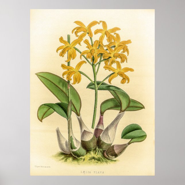 Vintag Laelia Flava Orchid Blume Poster (Vorne)