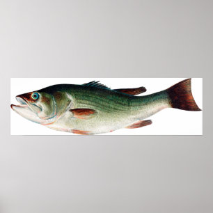 Vintag Largemouth Bass Poster