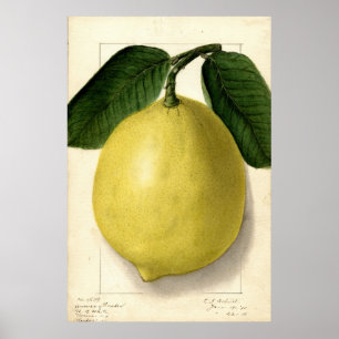 Vintag Lemon Pomological Watercolor Poster
