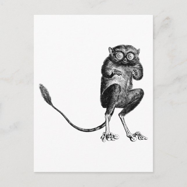 Vintag Lemur Postkarte (Vorderseite)
