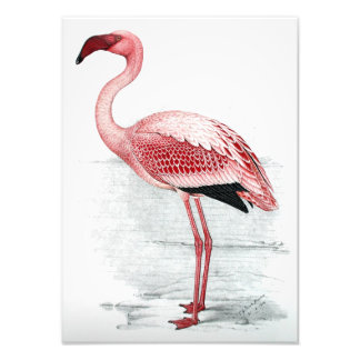 Vintag Lesser Flamingo Claude Gibney Finch Davies Fotodruck