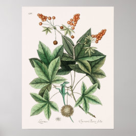 Vintag Lizard Illustration Poster