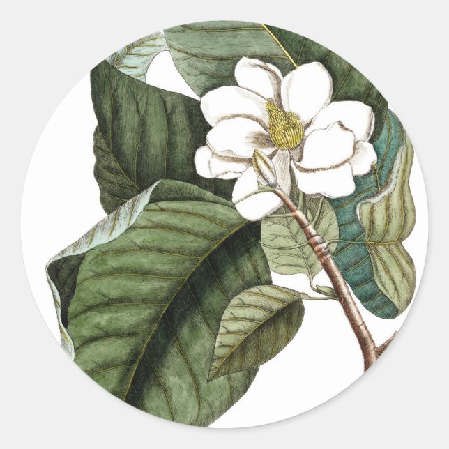 Vintag Magnolia #10 Botanisches Kunstgeschenk für  Runder Aufkleber (Vorderseite)