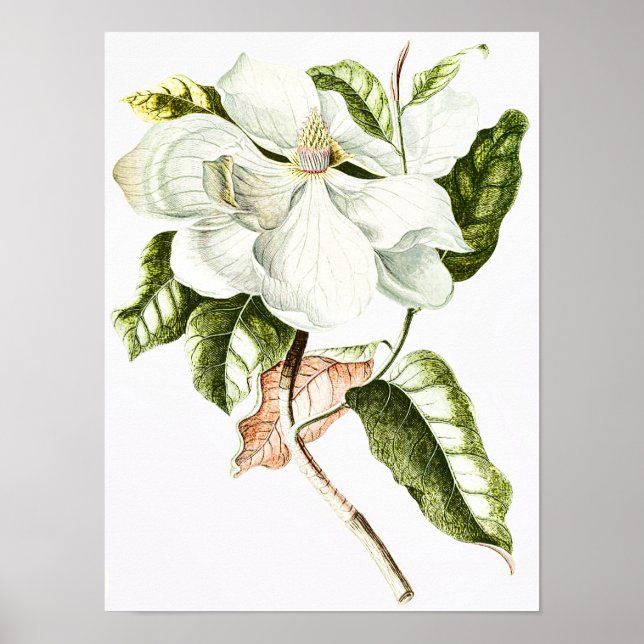 Vintag Magnolia Botanische Illustration Poster (Vorne)