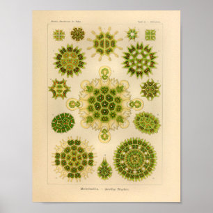 Vintag Melethallia Color Ernst Haeckel Art Print Poster