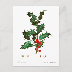 Vintag Merry Christmas Holly Mistletoe Postkarte
