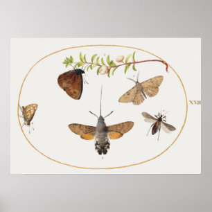 Vintag Moth Illustration Poster