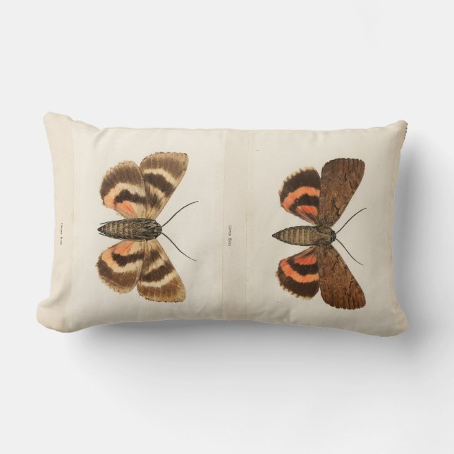Vintag Moth Lendenkissen (Vorderseite)