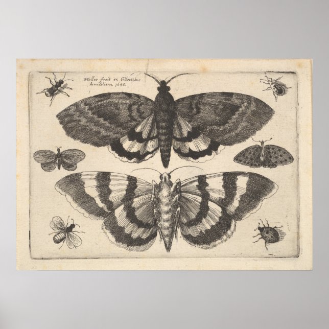 Vintag Moth Lepidoptera Art Print (64) Poster (Vorne)