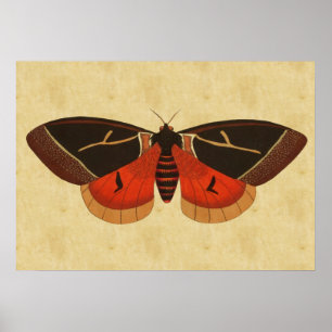 Vintag Moth Poster