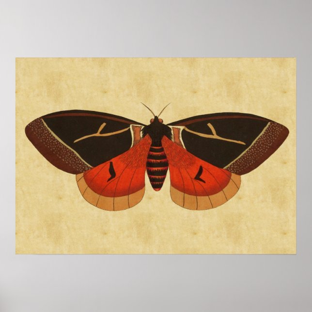 Vintag Moth Poster (Vorne)