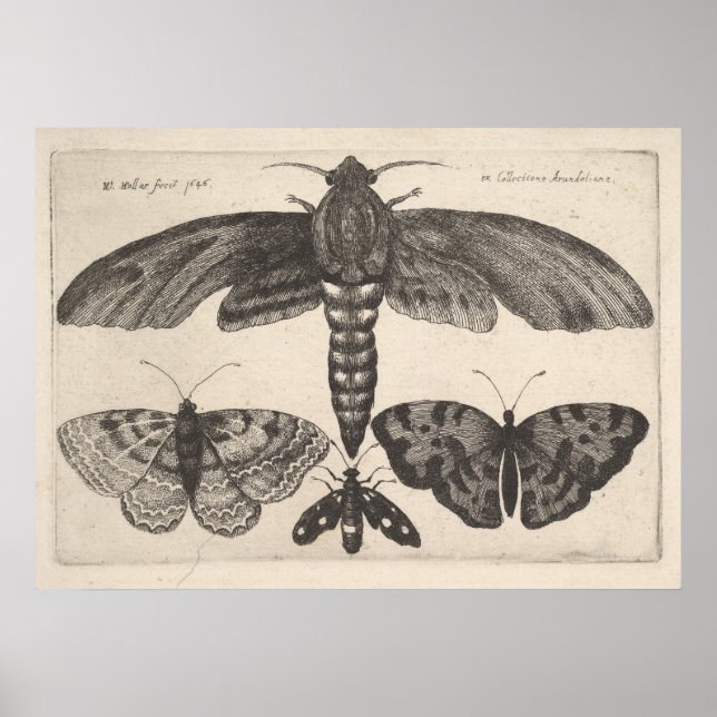 Vintag Moths Butterflies Lepidoptera Print (63) Poster (Vorne)