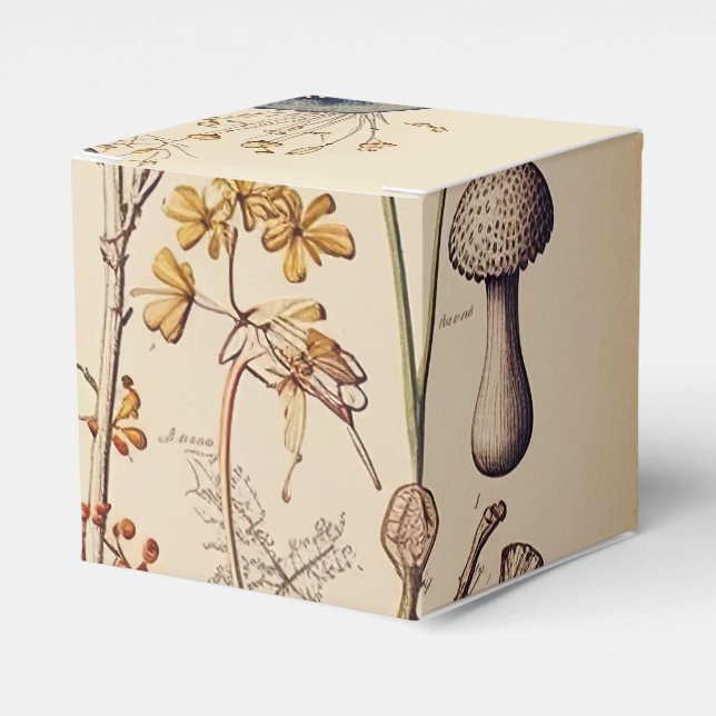 Vintag Mushroom Naturalist Geschenkschachtel (Vorderseite)