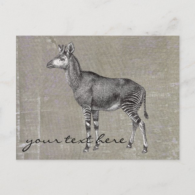 Vintag Okapi Postkarte (Vorderseite)