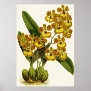 Vintag Oncidium Gardneri Orchid Blume Poster
