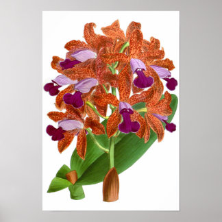 Vintag Orange Lila Orchid Blume - Poster