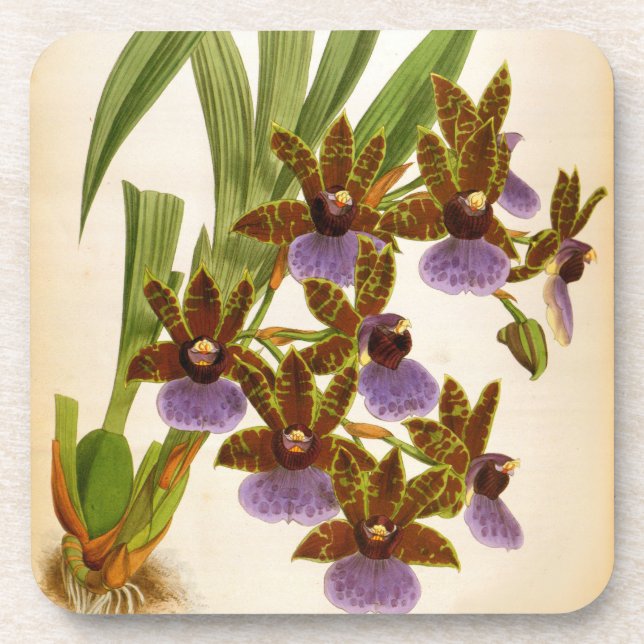 Vintag Orchids Lindenia Zygopetalum Gautieri Getränkeuntersetzer (Vorderseite)