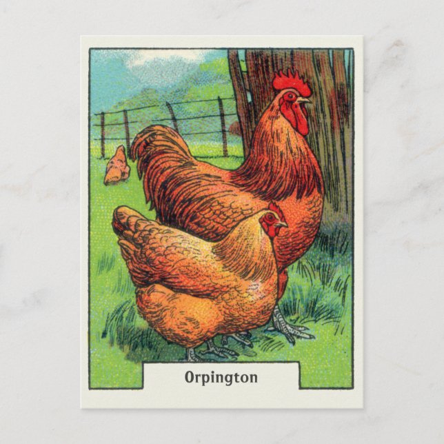 Vintag Orpington Chicken Postkarte (Vorderseite)