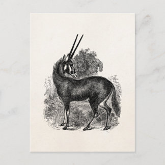 Vintag Oryx Antelope Gazelle Personalisierte Tiere Postkarte