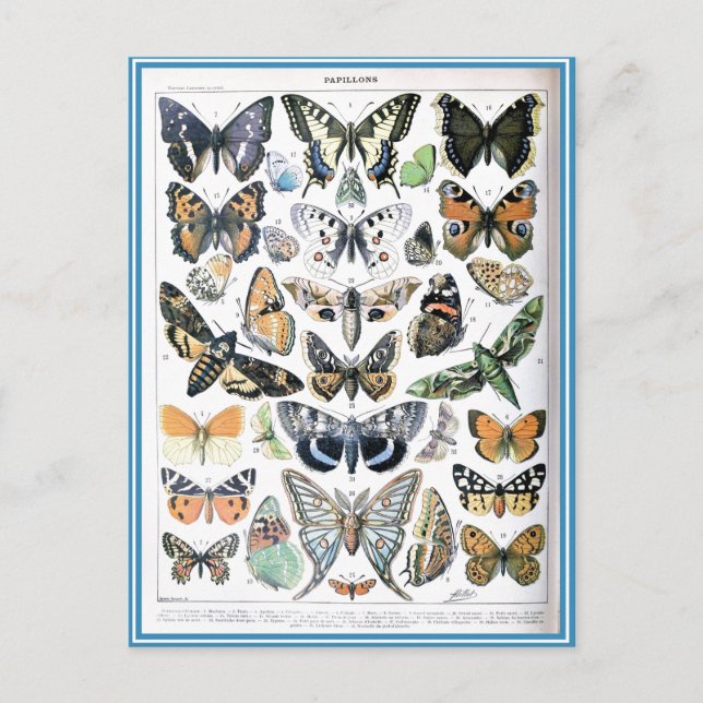 Vintag Papillon Butterflies Illustration Art Postkarte (Vorderseite)