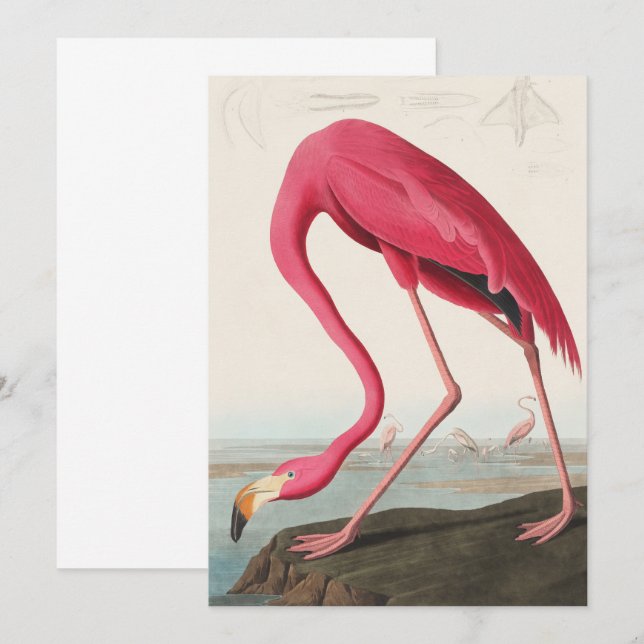 Vintag Pink Flamingo Audubon Einladung (Vorne/Hinten)