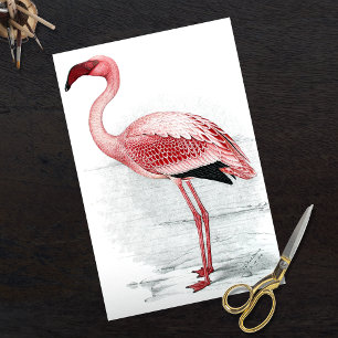 Vintag Pink Flamingo Finch Davies 1919 Seidenpapier