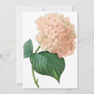 Vintag-Pink-Hydrangea-Blume, Redoute-Einladung