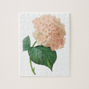 Vintag Pink Hydrangea Hortensia Blume von Redoute