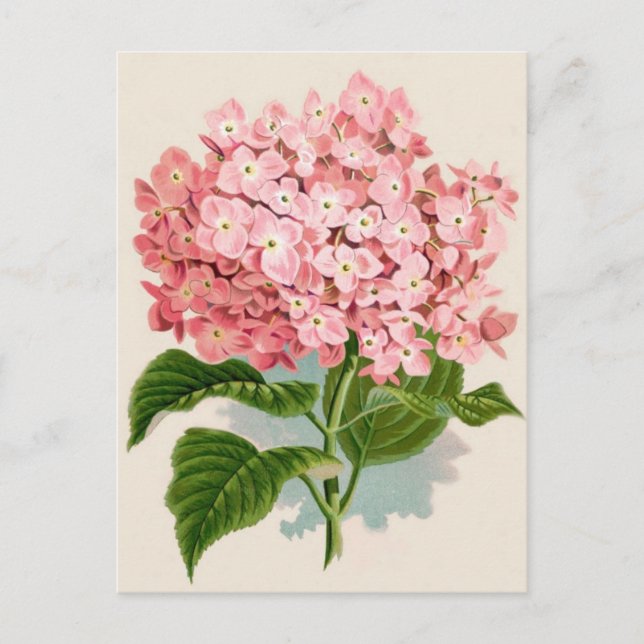 Vintag Pink Hydrangea Postkarte (Vorderseite)