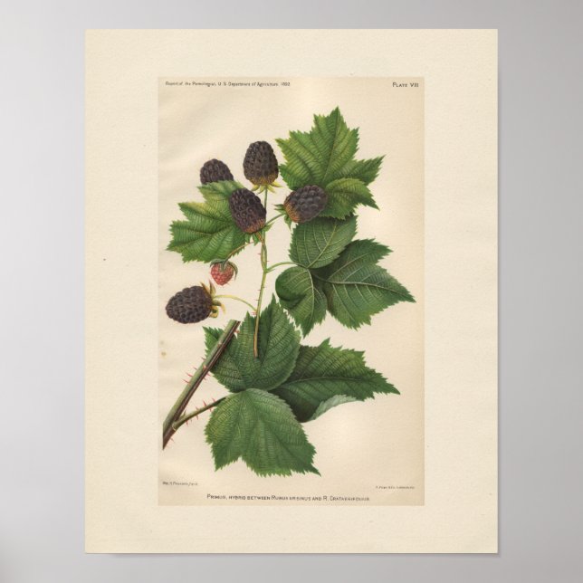 Vintag Primus Raspberry Print Poster (Vorne)