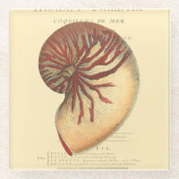 Vintag Red Conch Muschel