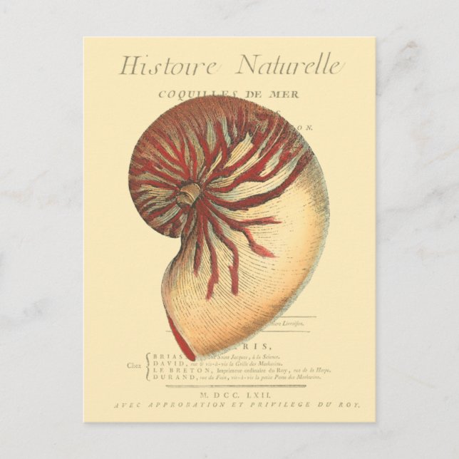 Vintag Red Conch Muschel Postkarte (Vorderseite)