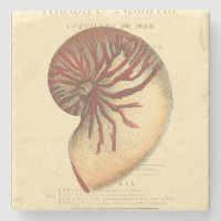 Vintag Red Conch Muschel