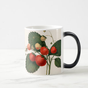 Vintag RedBoston Pine Strawberry Verwandlungstasse