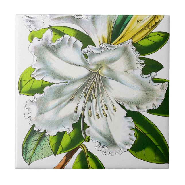 Vintag Rhododendron Botanisch Fliese (Vorderseite)