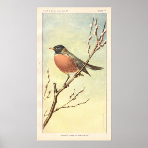 Vintag Robin Poster