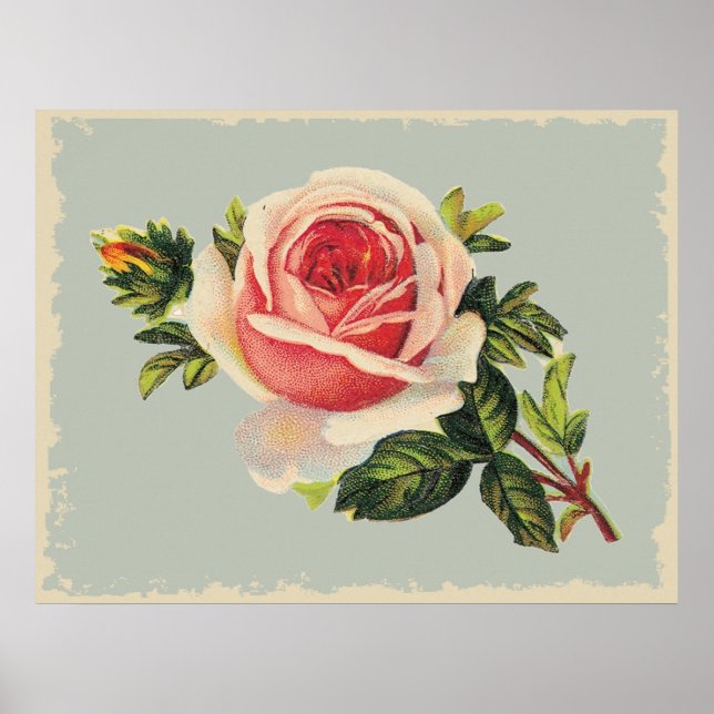 Vintag Rosa Rose Poster (Vorne)