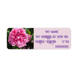 Vintag Rosa Rose Rose Foto Rücksendeadressen-Aufkl