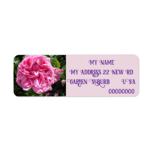 Vintag Rosa Rose Rose Foto Rücksendeadressen-Aufkl