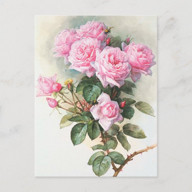 Vintag rosa Rosen Malerei Postkarte (Vorderseite)