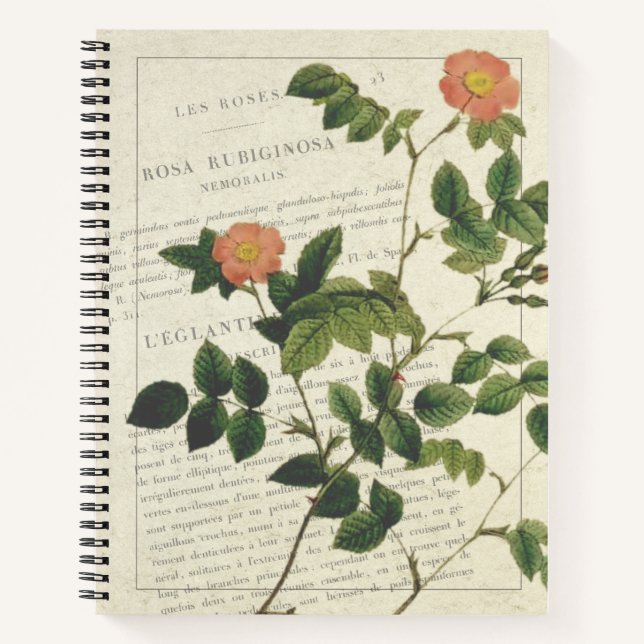 Vintag Rosa rubiginosa nemoralis Notizbuch (Vorderseite)