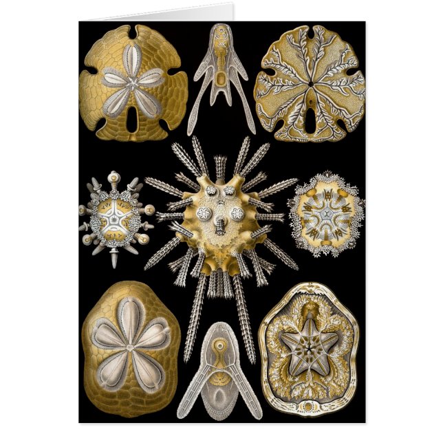Vintag Sea Urchins Sand Dollars von Ernst Haeckel (Vorne)