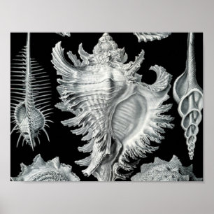 Vintag Seashell Print Poster