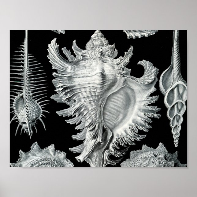 Vintag Seashell Print Poster (Vorne)