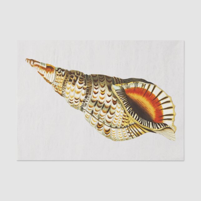 Vintag Seashell Trompete Illustration Seidenpapier (Vorderseite)