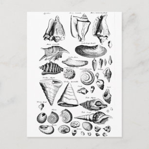 Vintag Seashells Postkarte