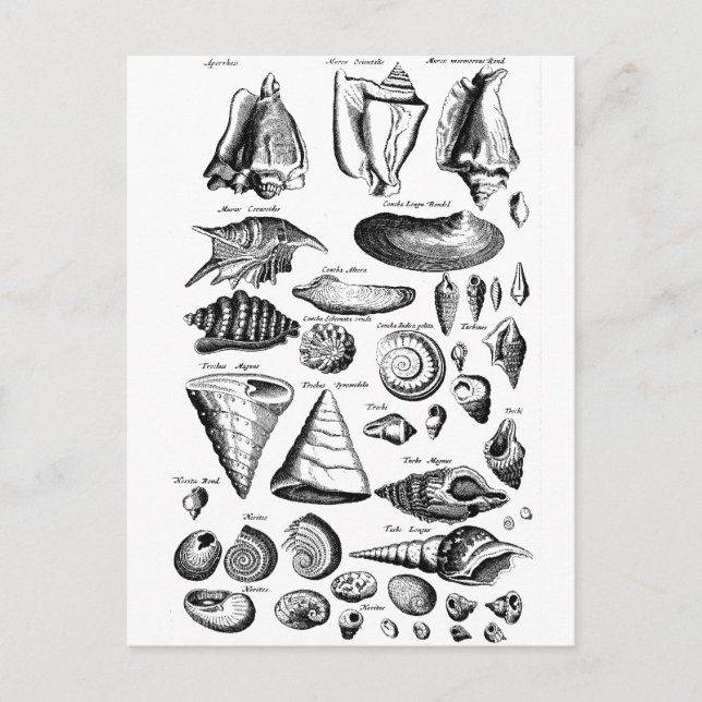 Vintag Seashells Postkarte (Vorderseite)