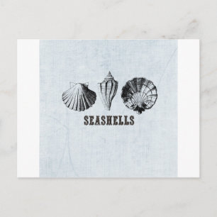 Vintag Seashells Postkarte